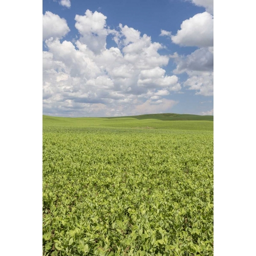 Washington, Palouse Hills Field of spring peas